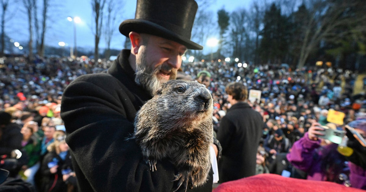 شاهد: Punxsutawney Phil لا يرى ظله في يوم جرذ الأرض 2024